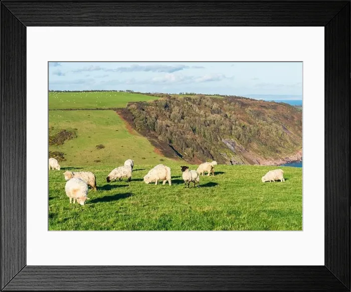 Framed Print : Sheep on farms, Devon, England, Europe Framed Print : Sheep on farms, Devon, England, Europe
