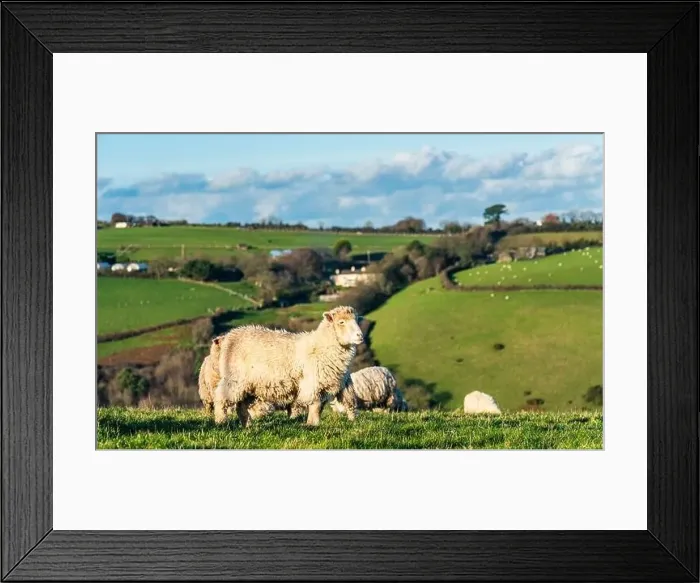 Framed Print : Sheep on farms, Devon, England, Europe Framed Print : Sheep on farms, Devon, England, Europe