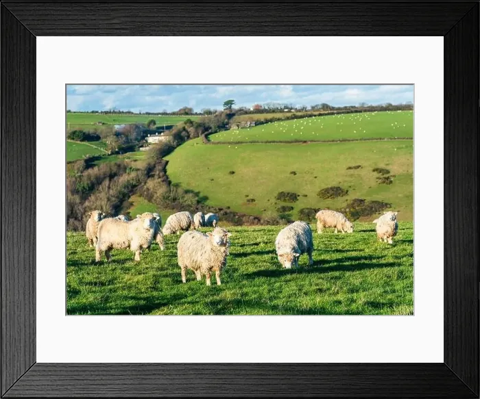 Framed Print : Sheep on farms, Devon, England, Europe Framed Print : Sheep on farms, Devon, England, Europe