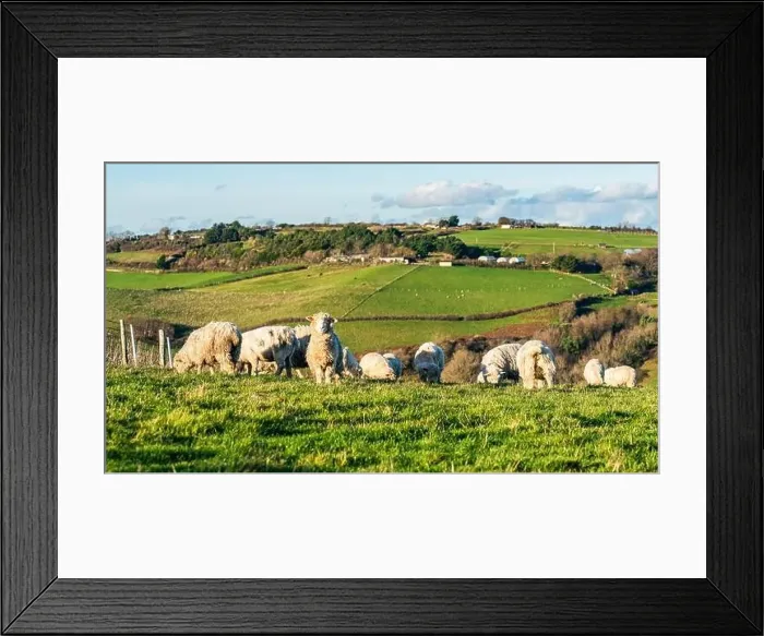 Framed Print : Sheep on farms, Devon, England, Europe Framed Print : Sheep on farms, Devon, England, Europe