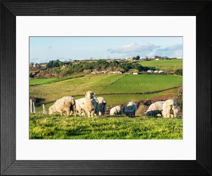 Framed Print : Sheep on farms, Devon, England, Europe Framed Print : Sheep on farms, Devon, England, Europe
