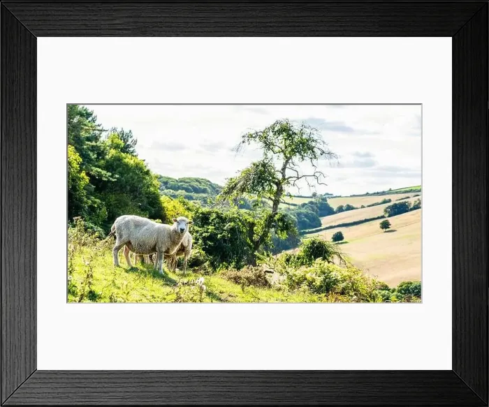 Framed Print : Sheep on farms, Devon, England, Europe Framed Print : Sheep on farms, Devon, England, Europe