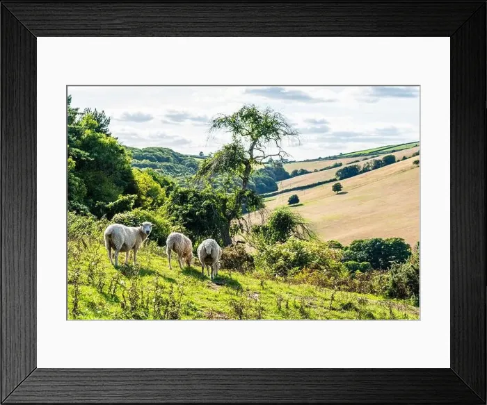 Framed Print : Sheep on farms, Devon, England, Europe Framed Print : Sheep on farms, Devon, England, Europe