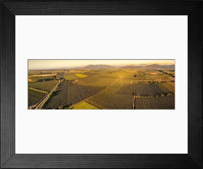 Framed Print : Aerial view of field growing tobacco in Chile. Top view from drone. Baner Framed Print : Aerial view of field growing tobacco in Chile. Top view from drone. Baner