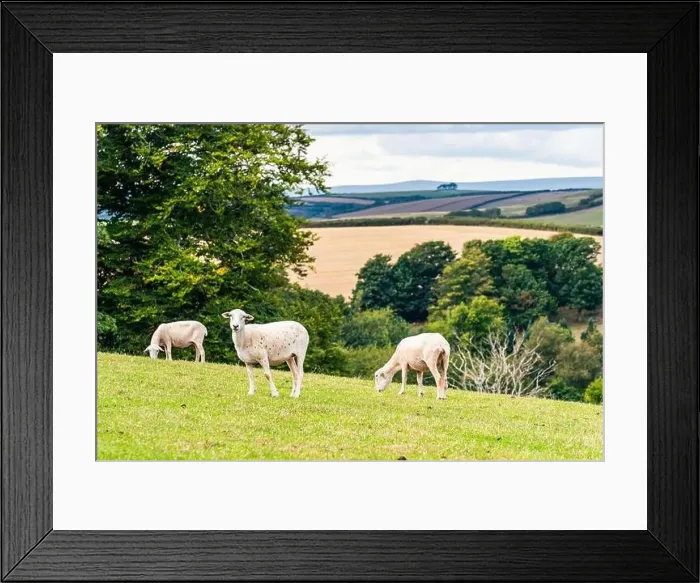 Framed Print : Sheep on farms, Devon, England, Europe Framed Print : Sheep on farms, Devon, England, Europe