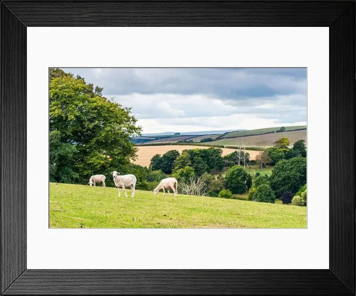 Framed Print : Sheep on farms, Devon, England, Europe Framed Print : Sheep on farms, Devon, England, Europe