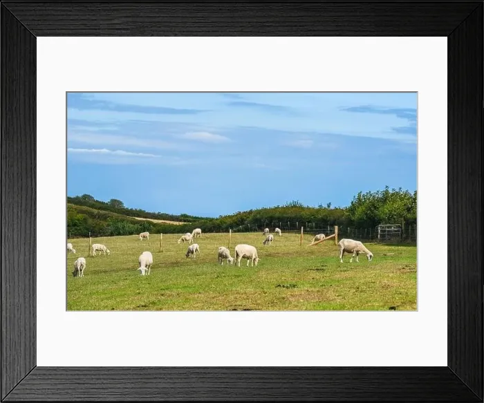 Framed Print : Sheep on farms, Devon, England, Europe Framed Print : Sheep on farms, Devon, England, Europe