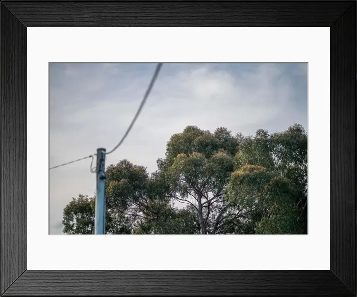 Framed Print : trees next to power lines in summer in australia high fire risk Framed Print : trees next to power lines in summer in australia high fire risk