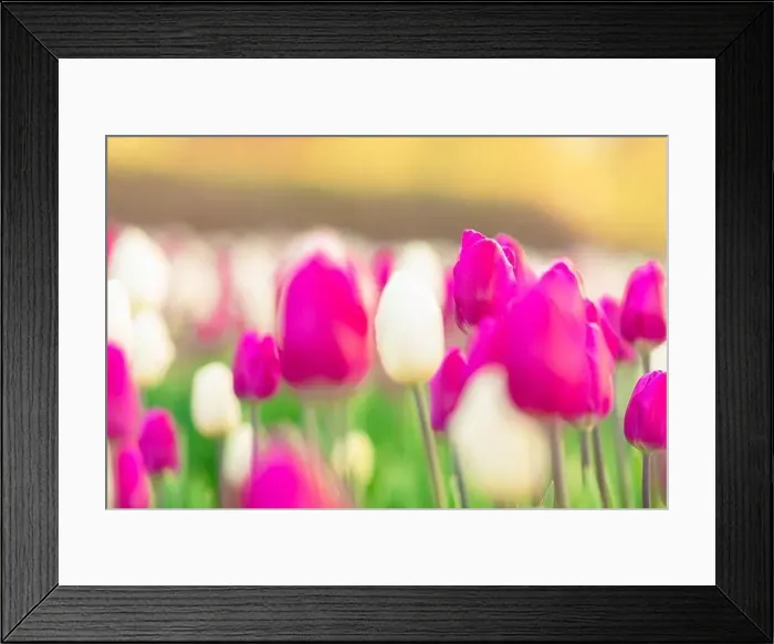 Framed Print : large beautiful field with tulips in beatuifull Ukraine Framed Print : large beautiful field with tulips in beatuifull Ukraine