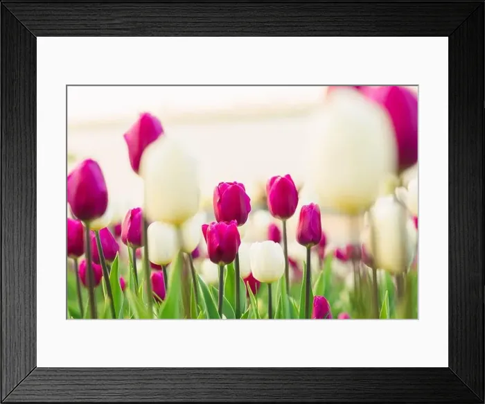Framed Print : large beautiful field with tulips in beatuifull Ukraine Framed Print : large beautiful field with tulips in beatuifull Ukraine