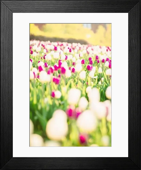 Framed Print : large beautiful field with tulips in beatuifull Ukraine Framed Print : large beautiful field with tulips in beatuifull Ukraine
