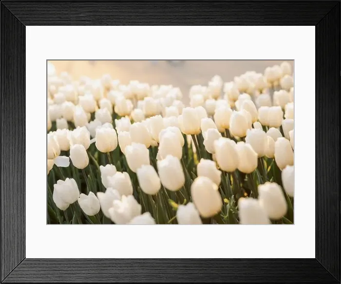 Framed Print : large beautiful field with tulips in beatuifull Ukraine Framed Print : large beautiful field with tulips in beatuifull Ukraine