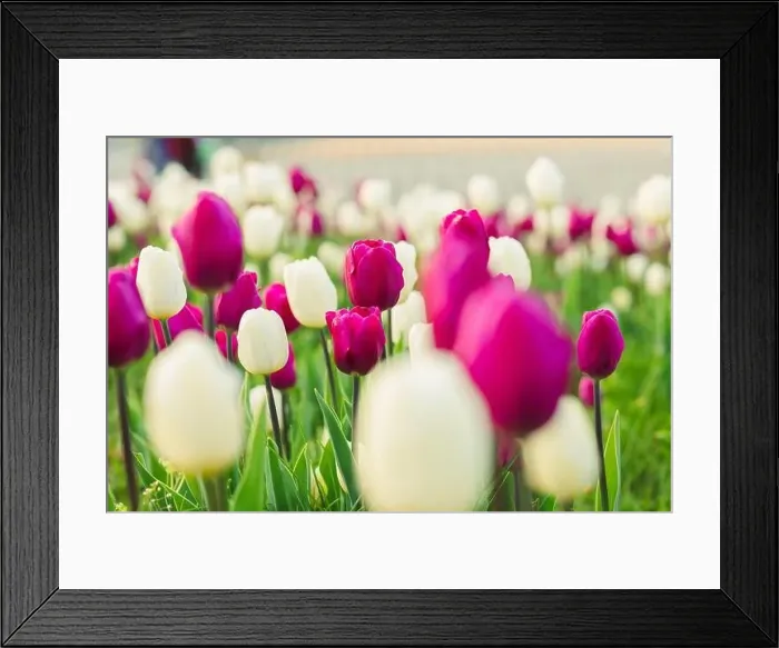 Framed Print : large beautiful field with tulips in beatuifull Ukraine Framed Print : large beautiful field with tulips in beatuifull Ukraine
