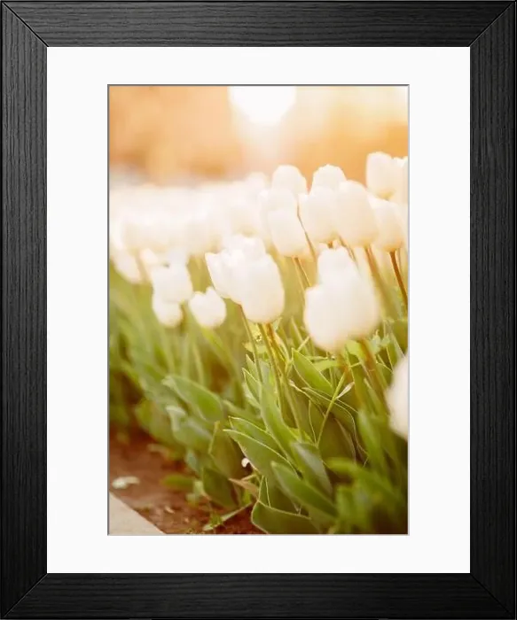 Framed Print : large beautiful field with tulips in beatuifull Ukraine Framed Print : large beautiful field with tulips in beatuifull Ukraine