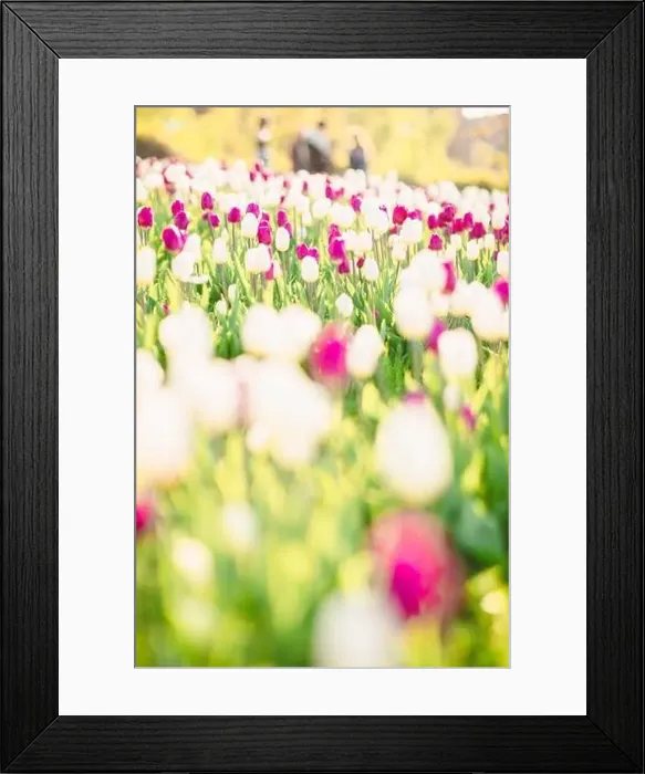 Framed Print : large beautiful field with tulips in beatuifull Ukraine Framed Print : large beautiful field with tulips in beatuifull Ukraine