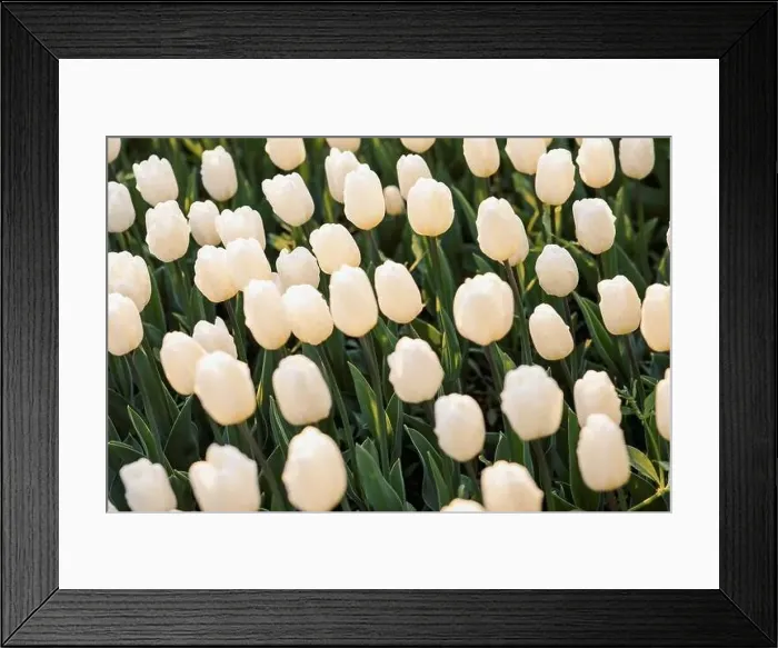 Framed Print : large beautiful field with tulips in beatuifull Ukraine Framed Print : large beautiful field with tulips in beatuifull Ukraine