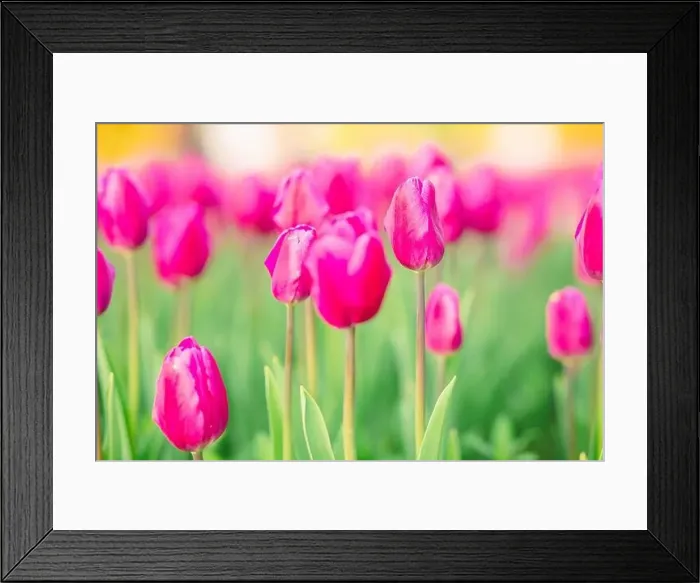 Framed Print : large beautiful field with tulips in beatuifull Ukraine Framed Print : large beautiful field with tulips in beatuifull Ukraine
