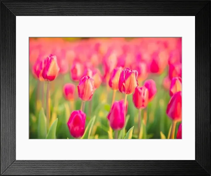 Framed Print : large beautiful field with tulips in beatuifull Ukraine Framed Print : large beautiful field with tulips in beatuifull Ukraine