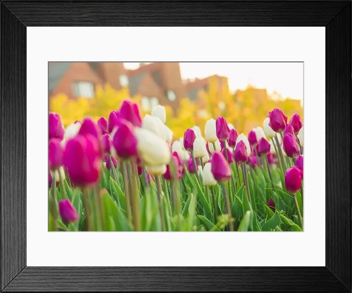 Framed Print : large beautiful field with tulips in beatuifull Ukraine Framed Print : large beautiful field with tulips in beatuifull Ukraine