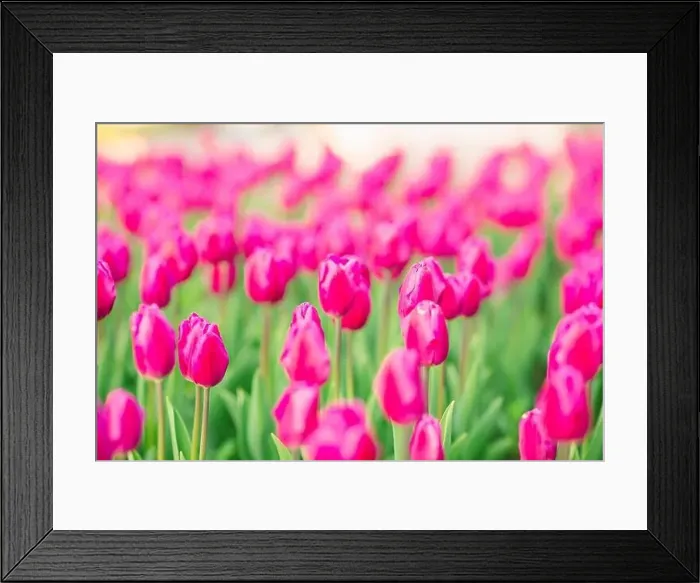 Framed Print : large beautiful field with tulips in beatuifull Ukraine Framed Print : large beautiful field with tulips in beatuifull Ukraine