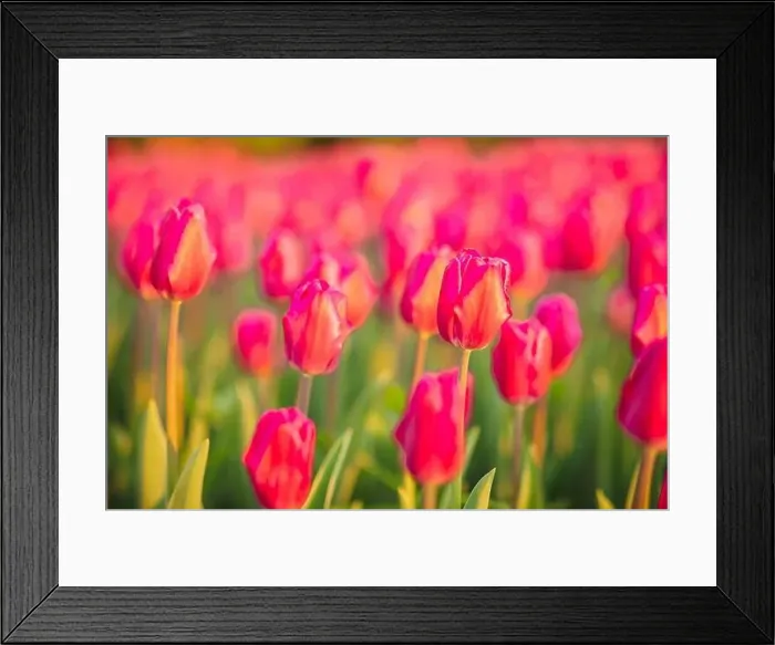 Framed Print : large beautiful field with tulips in beatuifull Ukraine Framed Print : large beautiful field with tulips in beatuifull Ukraine