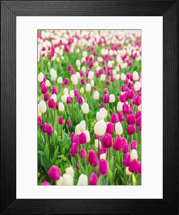 Framed Print : large beautiful field with tulips in beatuifull Ukraine Framed Print : large beautiful field with tulips in beatuifull Ukraine