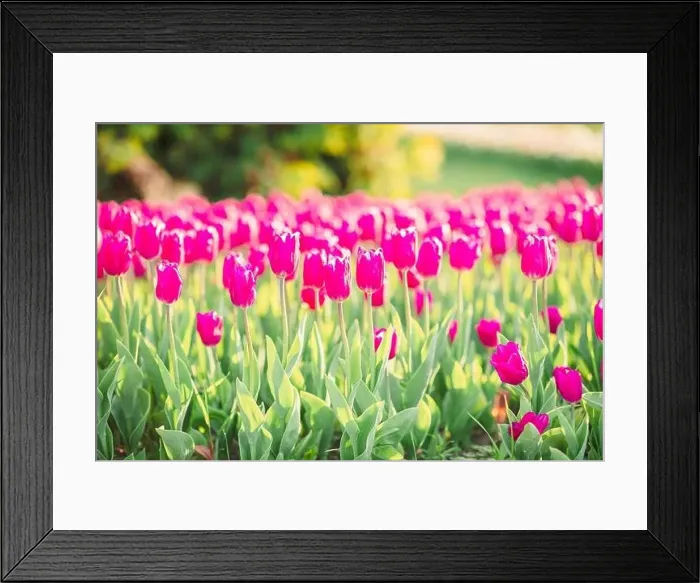 Framed Print : large beautiful field with tulips in beatuifull Ukraine Framed Print : large beautiful field with tulips in beatuifull Ukraine