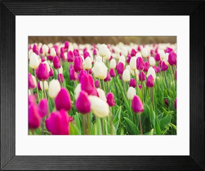 Framed Print : large beautiful field with tulips in beatuifull Ukraine Framed Print : large beautiful field with tulips in beatuifull Ukraine
