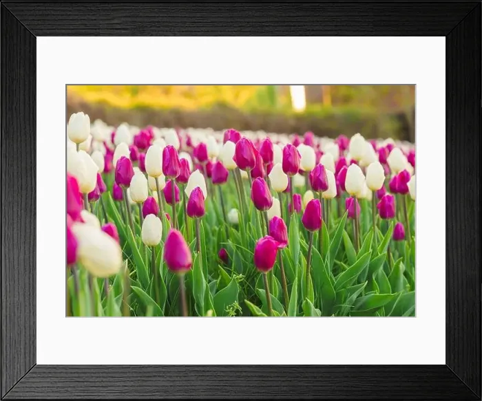 Framed Print : large beautiful field with tulips in beatuifull Ukraine Framed Print : large beautiful field with tulips in beatuifull Ukraine
