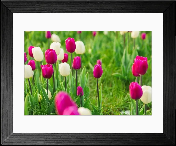 Framed Print : large beautiful field with tulips in beatuifull Ukraine Framed Print : large beautiful field with tulips in beatuifull Ukraine