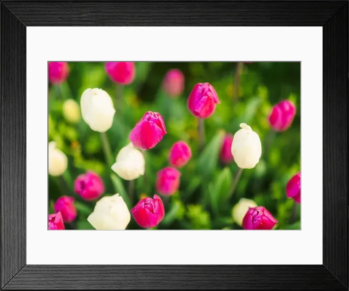 Framed Print : large beautiful field with tulips in beatuifull Ukraine Framed Print : large beautiful field with tulips in beatuifull Ukraine