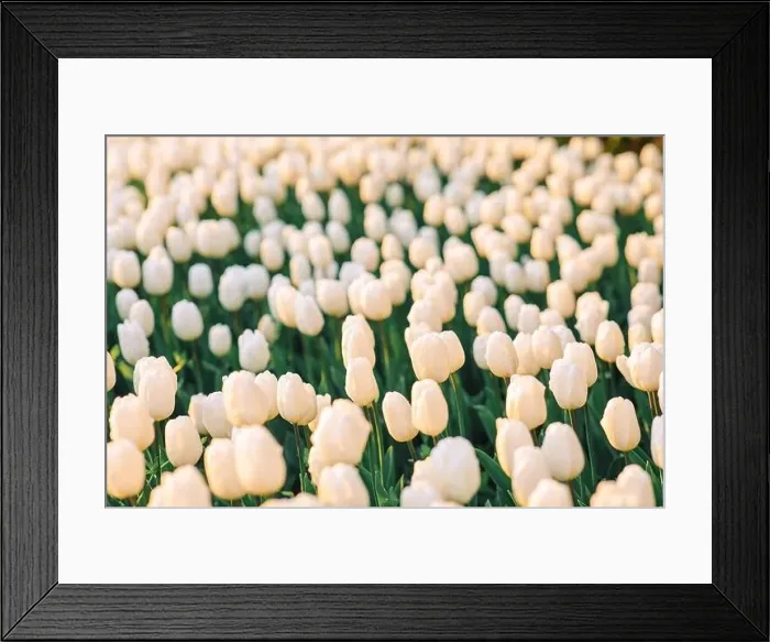 Framed Print : large beautiful field with tulips in beatuifull Ukraine Framed Print : large beautiful field with tulips in beatuifull Ukraine