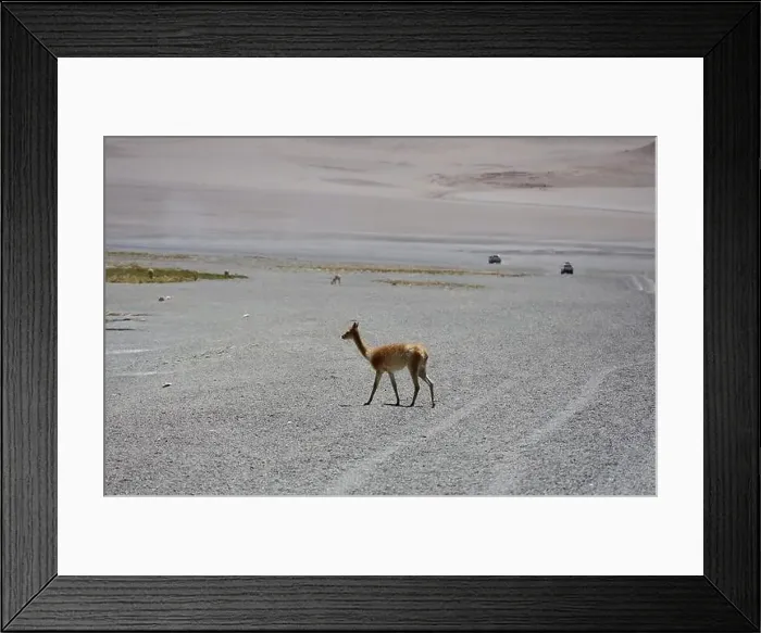 Framed Print : Vicuna in the Puna Argentina Framed Print : Vicuna in the Puna Argentina