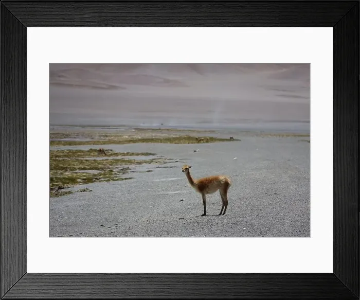 Framed Print : Vicuna in the Puna Argentina Framed Print : Vicuna in the Puna Argentina