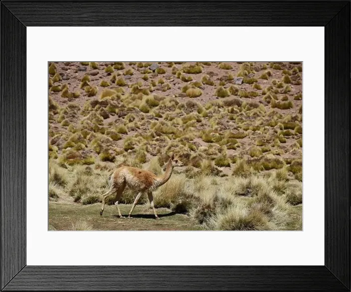 Framed Print : Vicuna in the Puna Argentina Framed Print : Vicuna in the Puna Argentina