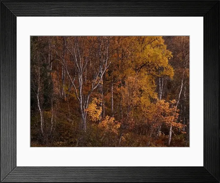 Framed Print : Scenic aerial view of deciduous woods with colorful trees growing on slope in fall Framed Print : Scenic aerial view of deciduous woods with colorful trees growing on slope in fall