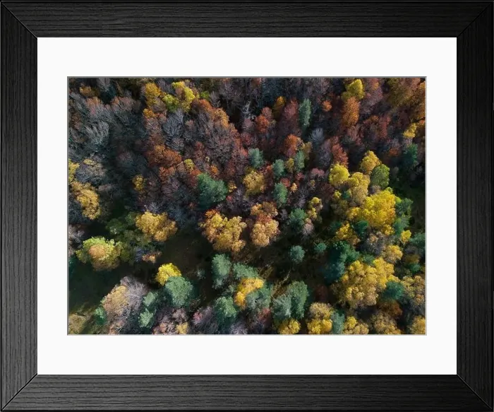 Framed Print : From above drone view of bright multicolored trees growing in autumn forest on daytime Framed Print : From above drone view of bright multicolored trees growing in autumn forest on daytime