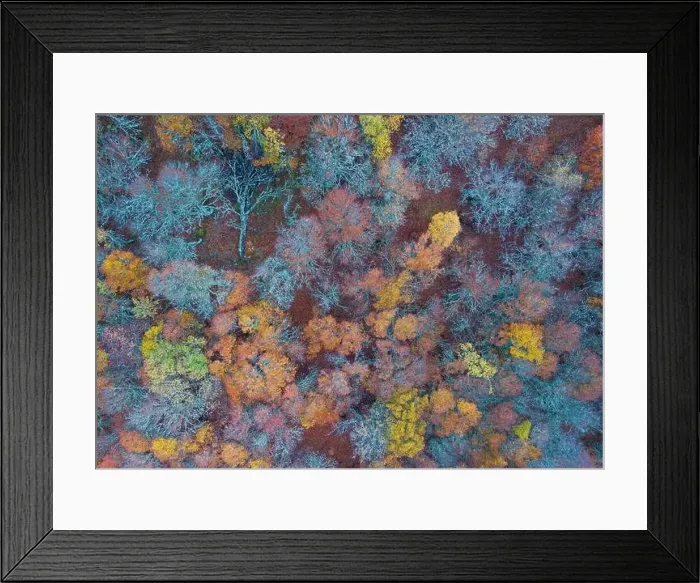 Framed Print : From above drone view of bright multicolored trees growing in autumn forest on daytime Framed Print : From above drone view of bright multicolored trees growing in autumn forest on daytime