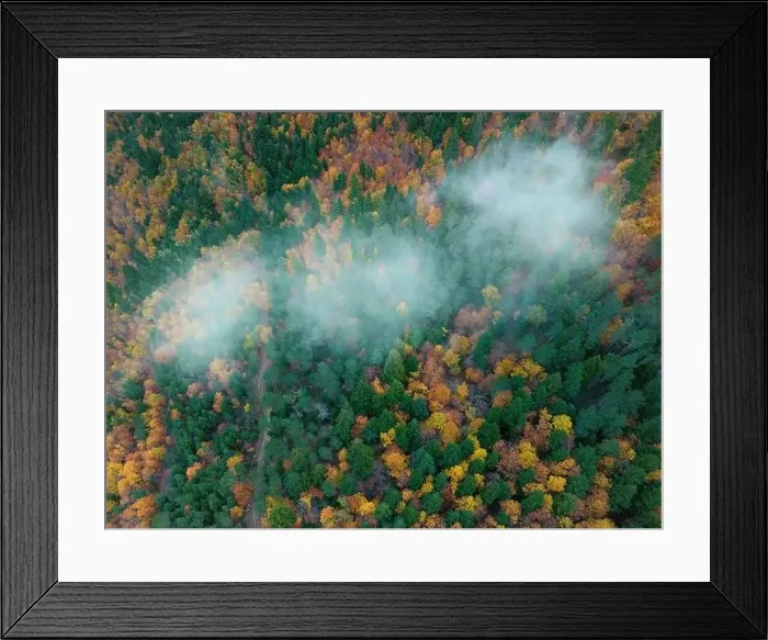 Framed Print : Aerial picturesque drone view of bright yellow and green trees growing in forest during autumn Framed Print : Aerial picturesque drone view of bright yellow and green trees growing in forest during autumn