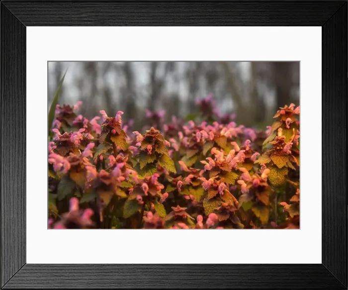 Framed Print : spring flowers in the evening light Framed Print : spring flowers in the evening light
