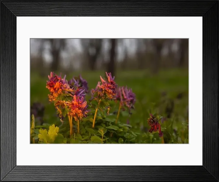 Framed Print : spring forest flowers in the evening light Framed Print : spring forest flowers in the evening light