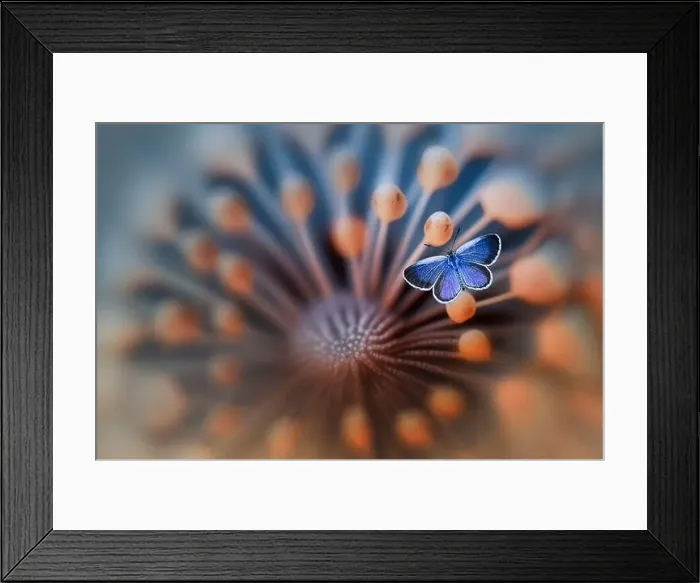 Framed Print : Close-up of a blue Butterfly on a flowering plant, Indonesia Framed Print : Close-up of a blue Butterfly on a flowering plant, Indonesia