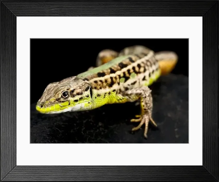 Framed Print : Balkan wall lizard (Podarcis tauricus) Framed Print : Balkan wall lizard (Podarcis tauricus)