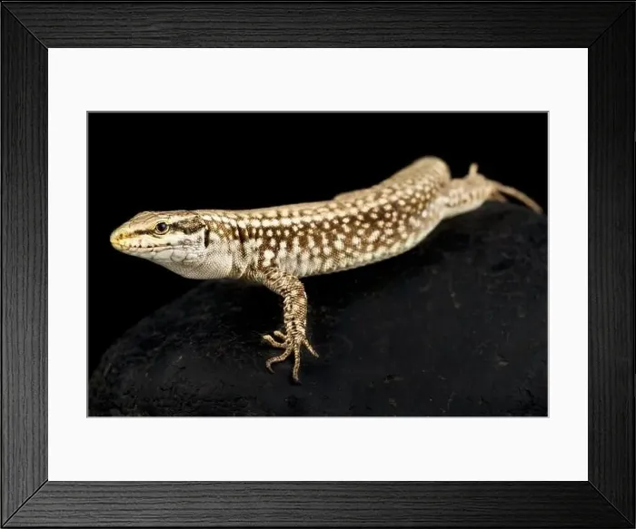 Framed Print : Bulgarian wall lizard (Podarcis erhardii riveti) male Framed Print : Bulgarian wall lizard (Podarcis erhardii riveti) male