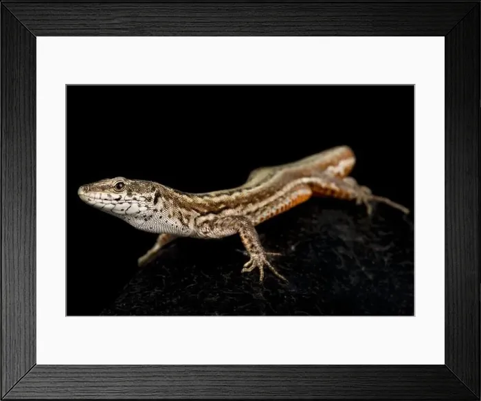 Framed Print : Guadarrama Wall Lizard (Podarcis guadarramae) Framed Print : Guadarrama Wall Lizard (Podarcis guadarramae)