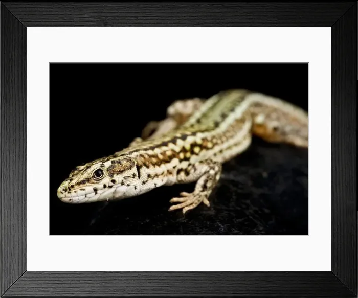 Framed Print : Guadarrama Wall Lizard (Podarcis guadarramae) male Framed Print : Guadarrama Wall Lizard (Podarcis guadarramae) male