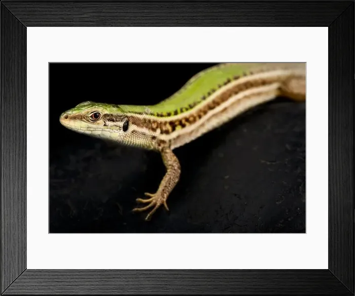 Framed Print : Ionian Wall Lizard (Podarcis ionicus)