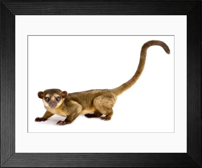 Framed Print : Kinkajou also known as honey bear (Potos flavus) Framed Print : Kinkajou also known as honey bear (Potos flavus)