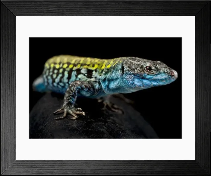 Framed Print : Italian wall lizard (Podarcis siculus klemmeri) male Framed Print : Italian wall lizard (Podarcis siculus klemmeri) male