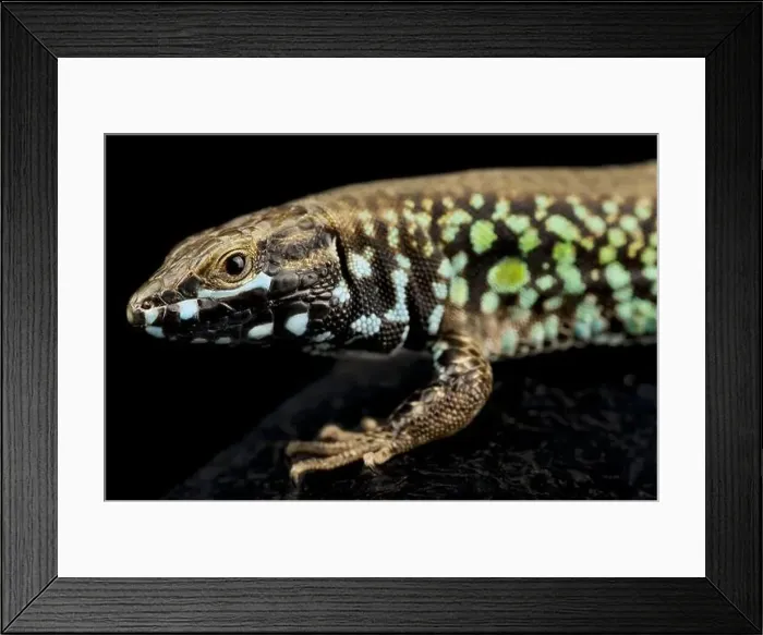 Framed Print : Milos wall lizard (Podarcis milensis milensis) Framed Print : Milos wall lizard (Podarcis milensis milensis)